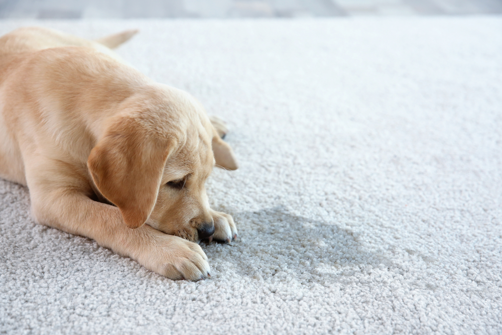 Dog sitting on freshly cleaned carpet after pet stain treatment